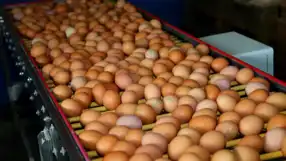 Tavuk Yumurta İhracatı Kayda Bağlandı