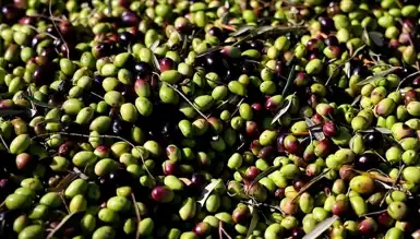 Türkiye'den 60 Milyon Dolarlık Zeytin İhracatı!