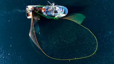 Karadeniz Kalkan Kotası 2,6 Kat Arttı!