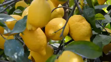 Limon İhracatındaki Kısıtlama Kaldırıldı