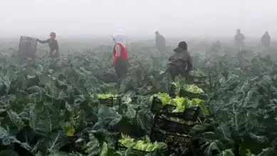 TARSİM, Üreticilere 7,3 Milyar TL Hasar Ödemesi Yaptı