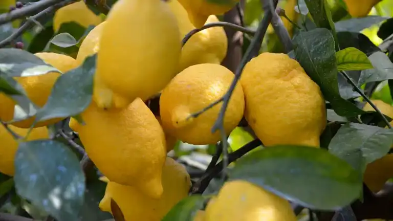 Limon İhracatındaki Kısıtlama Kaldırıldı